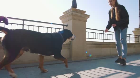 Young Female Walking with Great Swiss Mountain Dog on Sea Front at Sunrise Slow Motion