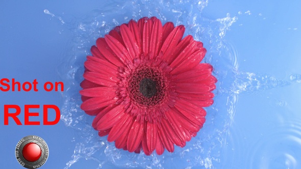 Daisy Red Gerbera Flower Is Falling Into Blue Pure Water A Concept Of Beauty Nature And Life