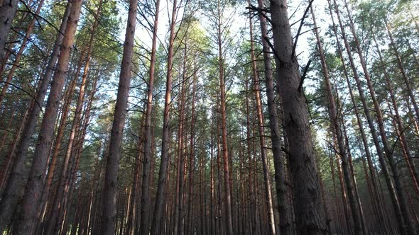 Through The Forest Between The Pines