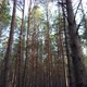 Through The Forest Between The Pines - VideoHive Item for Sale