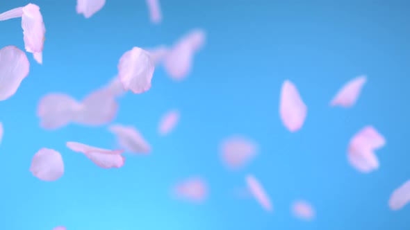 Cherry blossom petal, Slow Motion