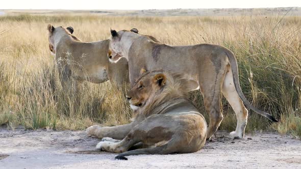 Close Up of Three Resting Lions in Etosha Namibia