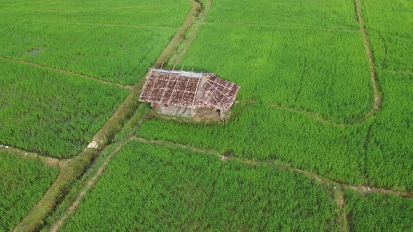 Aerial drone view of agriculture in rice on a beautiful field filled with water