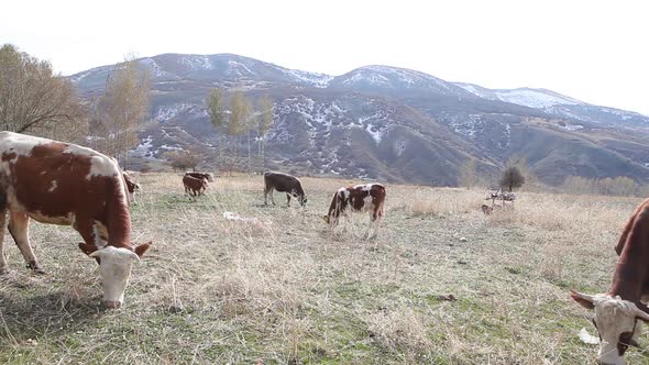 Grazing cows and jumping calves on the plateau.