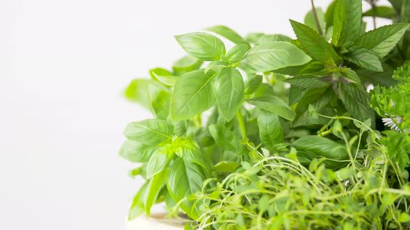 Green Herbs, Spices and Flowers 