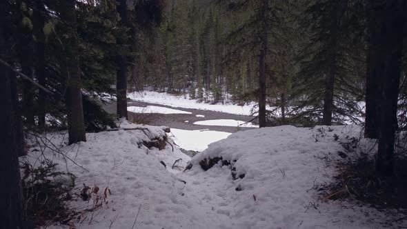 Creek reveal from pine forest in winter