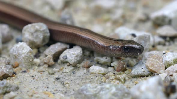 4K Macro shot of Anguis Fragilis Slow worm on pebbly ground in slow motion - Moving tongue and smoot