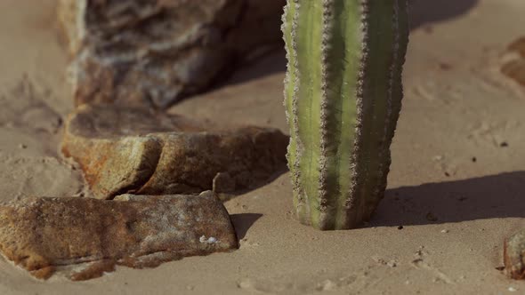 Close Up of Saguaro Cactus at the Sand