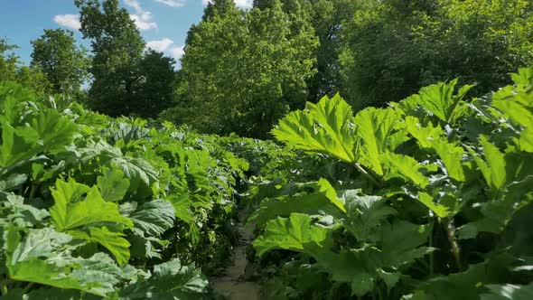 Narrow Path Leads Through the Large Leaves