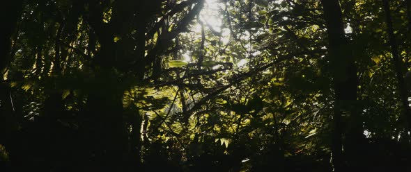 Sunlight shines through treetops