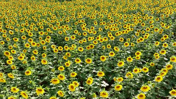 Sunflowers in a Field Ready for Harvesting into Oil and Seeds