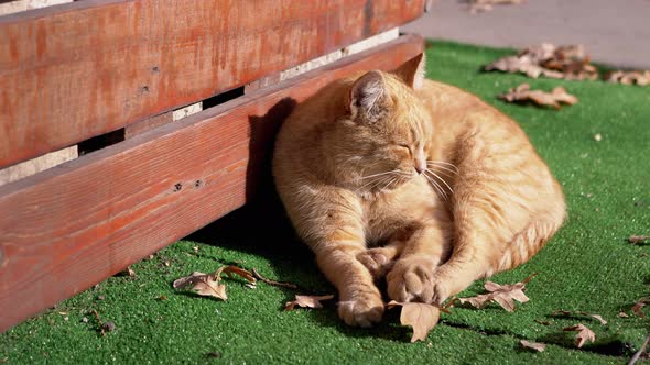 A Homeless Ginger Cat Falling Asleep Lies on a Green Lawn Basking in Sun