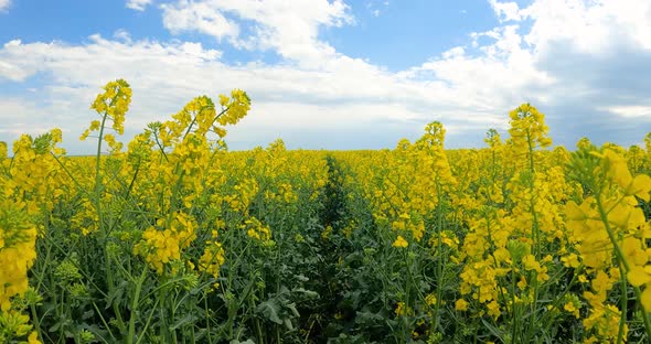 Yellow Rapeseed Flowers Against Cloudy Sky