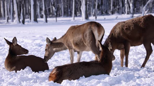 female elk laying in the snow pan