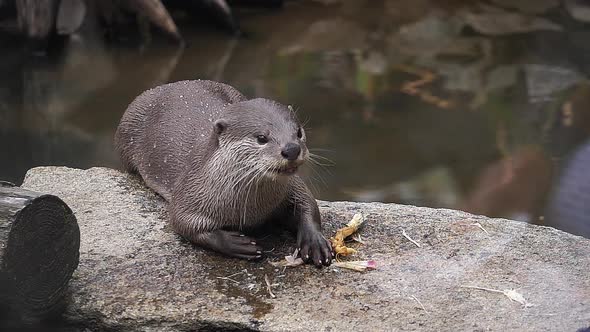 980116 Smooth-coated otter , lutrogale perspicillata, adult standing on Rock, eating a root, slow mo
