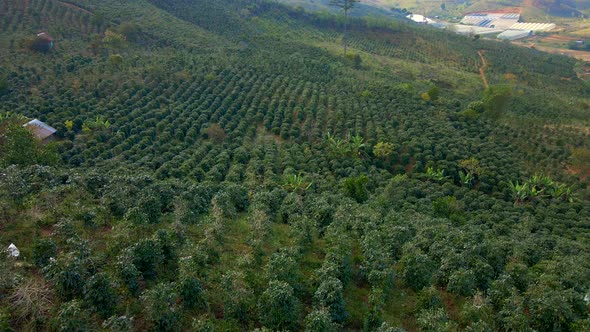 Aerial Shot of Coffee Plantations on Hillsides in Mountains