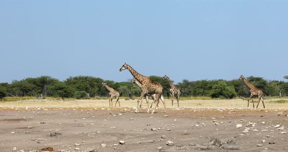 Giraffe on Etosha, Namibia safari wildlife