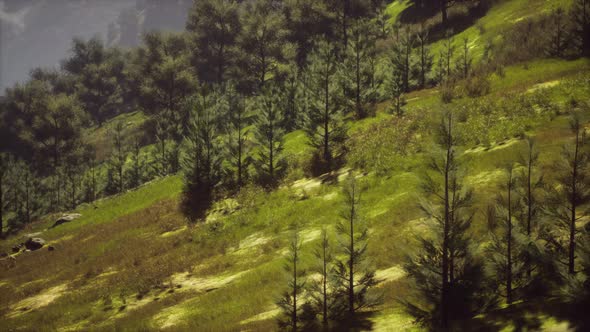 Autumn Forest on Green Rocky Hills