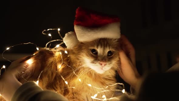 Owner Caresses Gently Cat in Christmas Hat and Garland