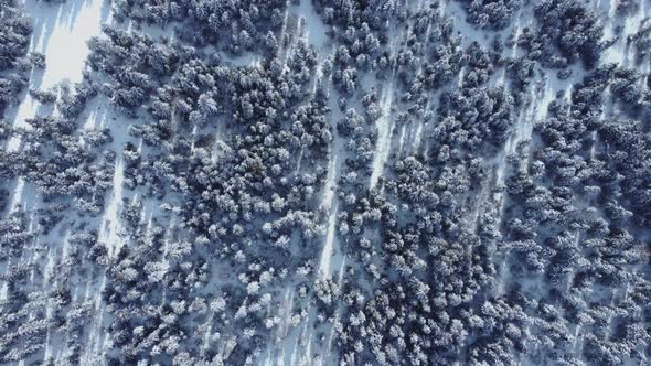 Snowed forest aerial view from drone