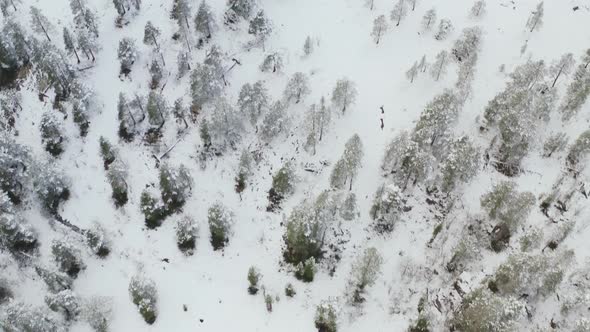 Aerial View Over Snowy Landscape In Dovre County, Norway, - Top Down, tilt up