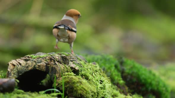 A stationary slowmo footage of a strolling hawfinch bird on the ground while looking around. Its att