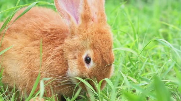 Closeup Portrait of Cute Adorable Red Fluffy Whiskered Bunny Muzzle Sitting on Green Grass Lawn in