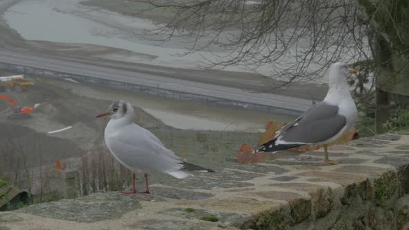 Pair of gulls on Mont St Michel   tourist attraction in northern France region of Normandy  4K 2160p