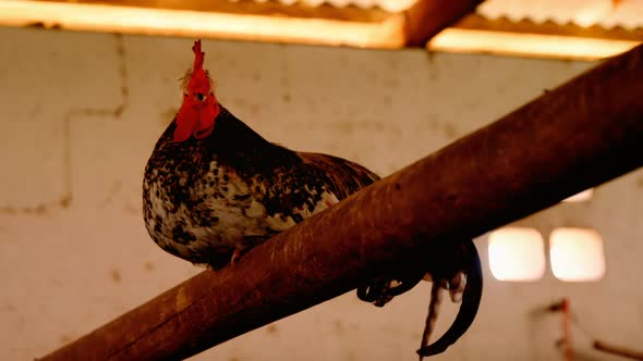Cock sitting on rod