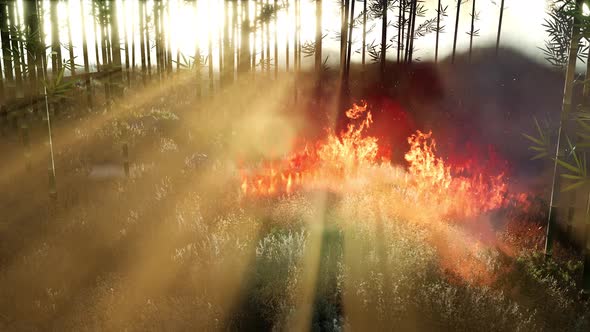 Wind Blowing on a Flaming Bamboo Trees During a Forest Fire alt