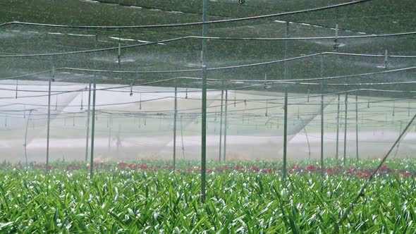 Slow motion - water sprinkers watering Amaryllis plants inside a greenhouse