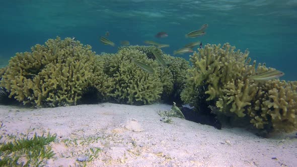 Colorful Underwater Coral Reef