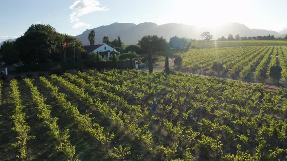 Aerial View of Vineyard, Stellenbosch NU, Western Cape, South Africa.