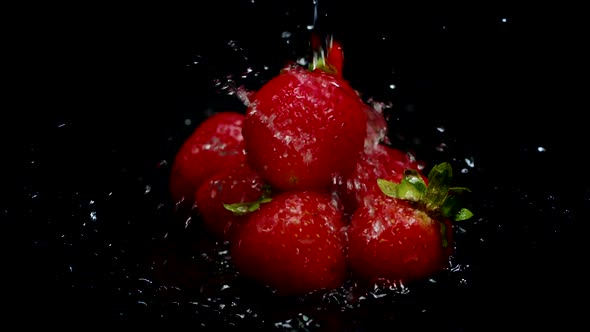 Red Ripe Juicy Strawberries Are Rinsed Under Clean Water Isolated on Black