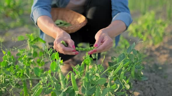 Closeup of Woman's Hands Picking Pods of Green Peas From Plant in Vegetable Garden