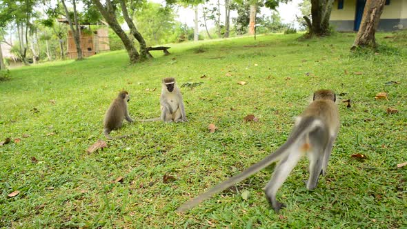 Vervet Monkey Family