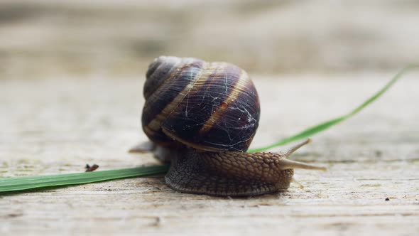 A moving snail on the ground calmly and  body datails and its shell.
