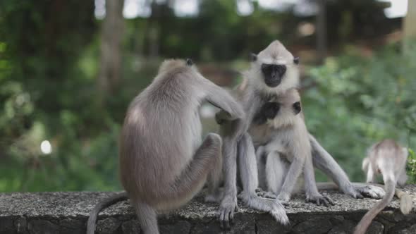 Group of four langur monkeys sit together calmly and preen one another