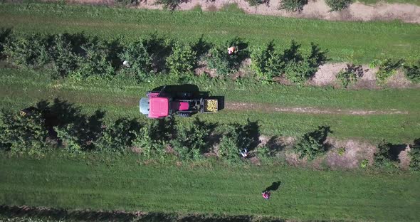 Slowly descending aerial of apple orchard with a tractor and men picking apples on a sunny day.