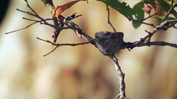 White-browed fantail flycatcher in Sri Lanka