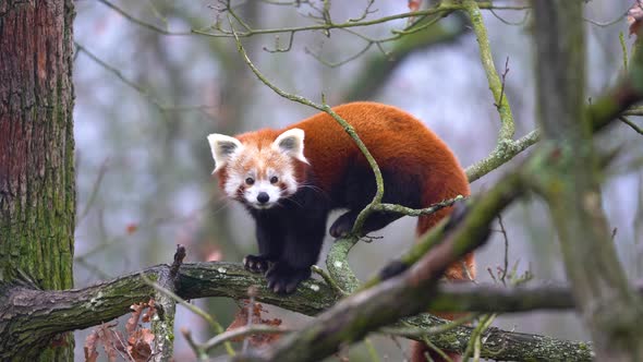The red panda (Ailurus fulgens) sitting on a tree and looking at the camera
