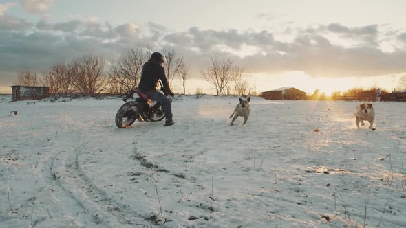 Wild Angry Dogs Attack Motorcyclist