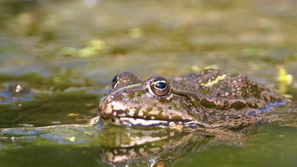 Green Frog in the River. Close-Up. Portrait Face of Toad in Water with Water Plants