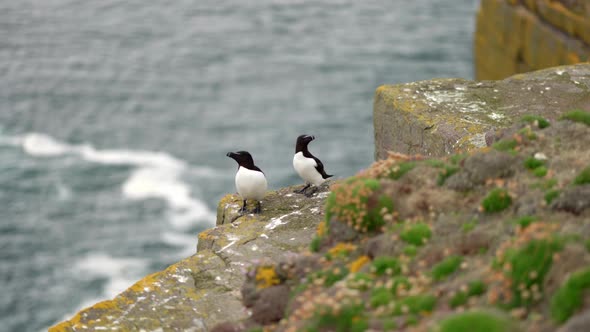 Two seabirds (razorbills - Alca torda) sit and flap their wings on the edge of a steep, windy sea cl