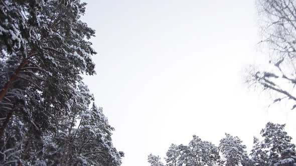 Road in Winter Pine Forest