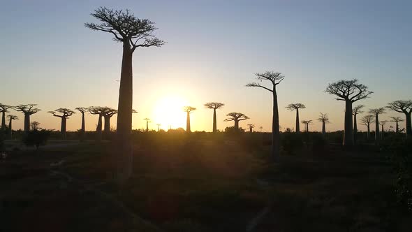 Avenue Of The Baobabs Morondava Madagascar 27