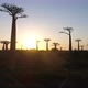Avenue Of The Baobabs Morondava Madagascar 27 - VideoHive Item for Sale