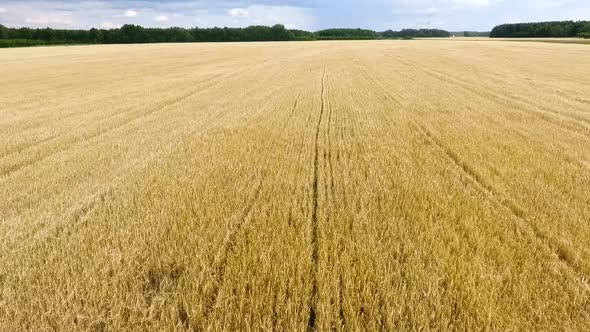 Drone Shot of Summer Field