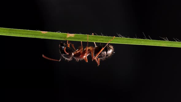 Worker Big Ant On Green Grass Leaf Black Background