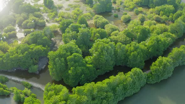 Drone view of a flock of storks are flying and landing on the mangrove forest, Nha Trang city, Khanh